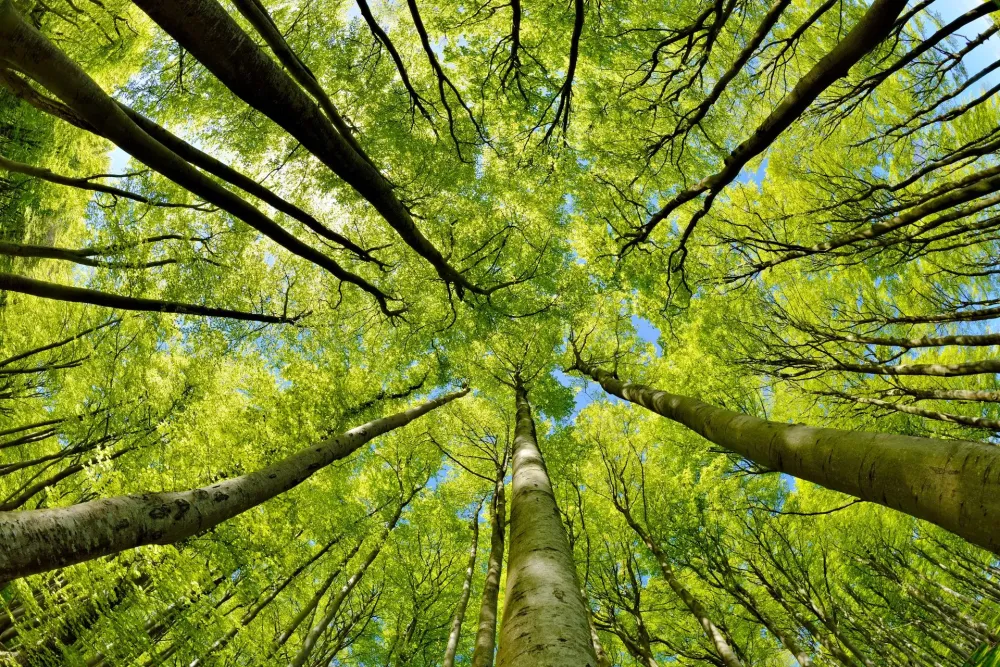 élagage près de Mervans